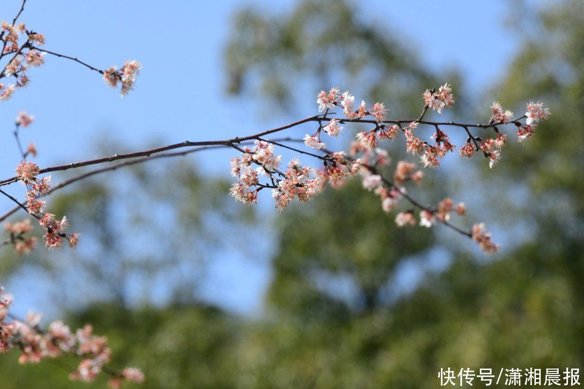 独天下而春的梅花，首秀新春的樱花 这个周末值得踏青游园