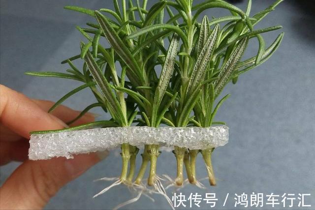 秋天快扦插,10种花不用买,掰个枝子插土里,嗖嗖生根,成活率高