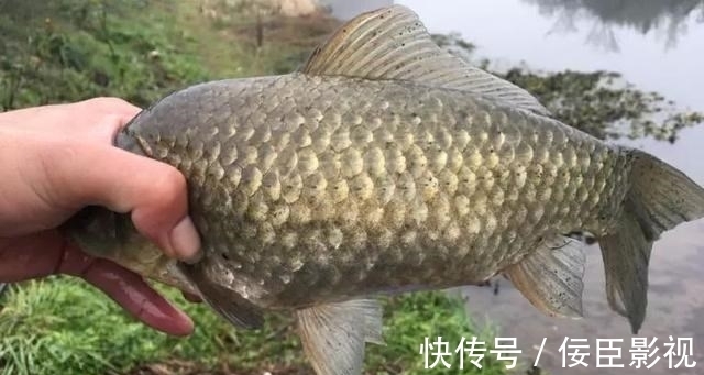 野河钓不到半斤以上的鲫鱼?不是水里没鱼,可能是鱼太多了!