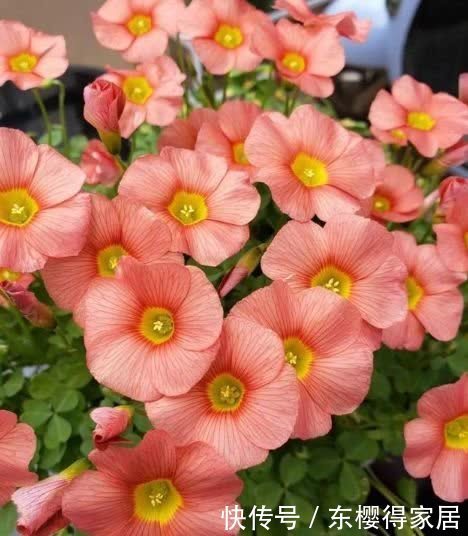 4种花养家里，比香水还好闻，满屋飘香，花开一茬接一茬！