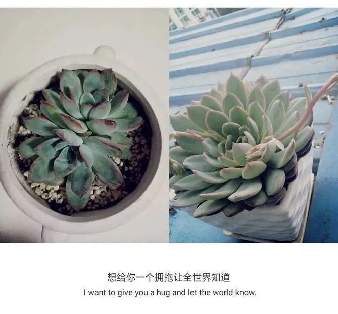 一直都养不活花,直到遇见了多肉!只要用心,就能变美!