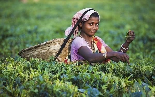 饮茶|印度茶VS中国茶,印度人喝茶到底有什么不同?