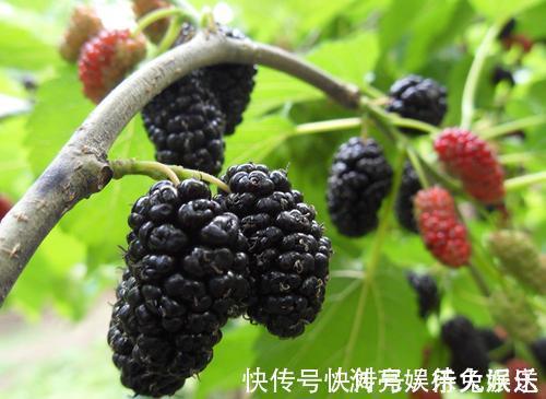 红枣性温|皮肤干燥、瘙痒多半是“血虚”,送你一个补血方,轻松搞定!