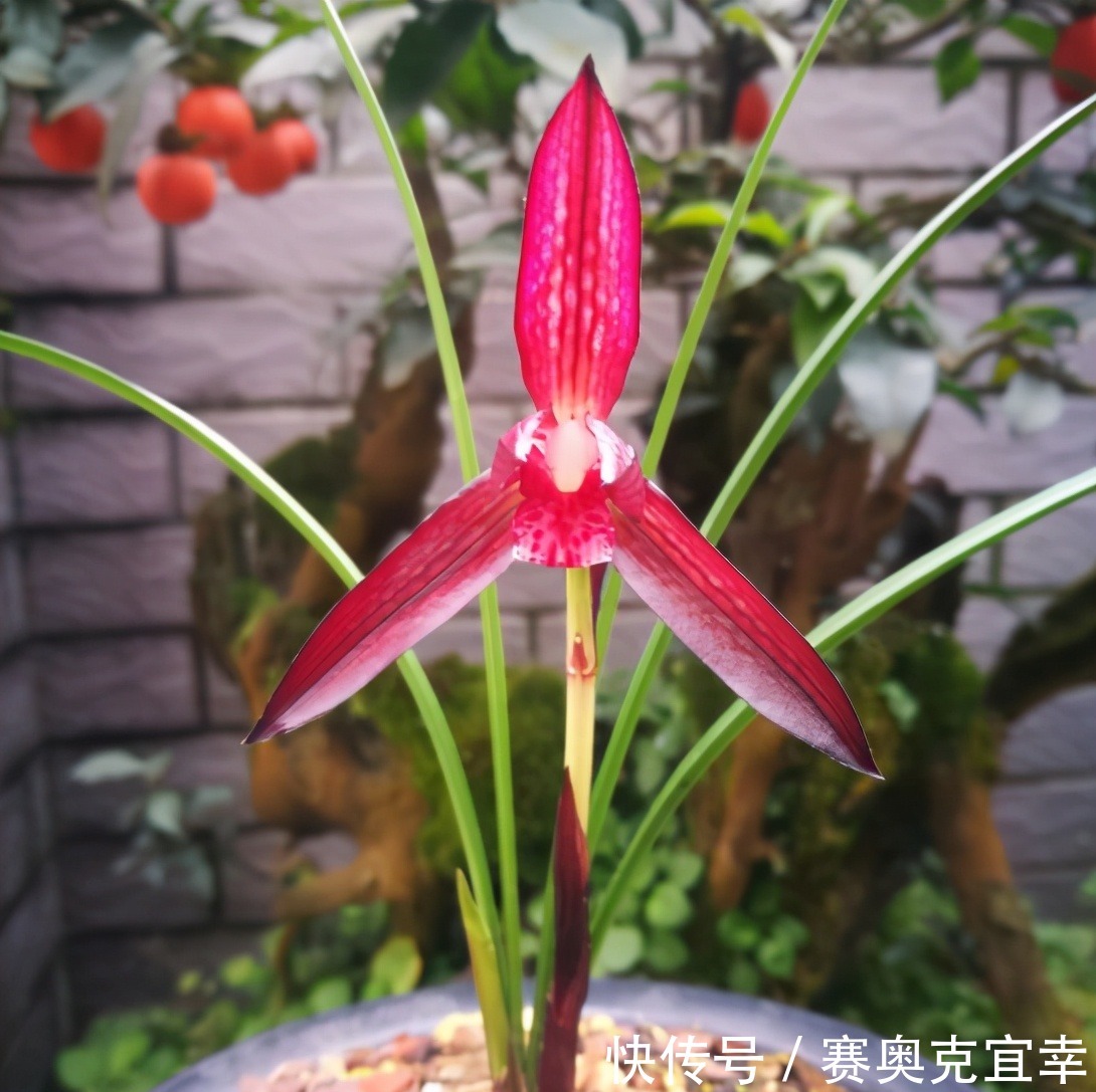 兰花|这三款“红色”兰花,香味扑鼻,姿态优雅,曾是兰花界的“传说”