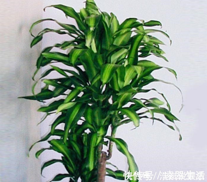 谁见了都喜欢的4种花，好养又漂亮，美不胜收，你养了吗