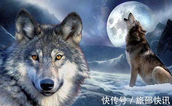 王员|好心人母乳喂养狼崽,狼崽却叼走自己的女儿,原来竟是为了报恩