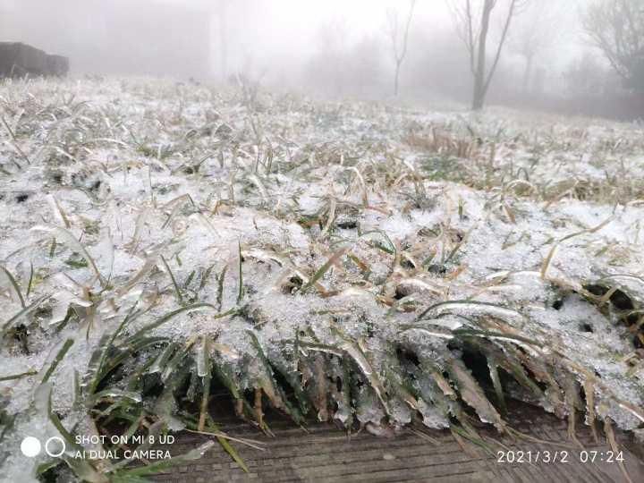 当雪花加入春天的百花齐放后，杭州这里美成了仙境！有人激动地写了诗