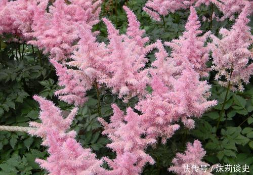 冬春养花选它，好养护颜值高，仙气飘飘，适合新手！