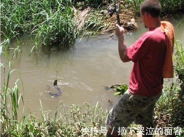 这东西|男子以为自己钓得鳗鱼，抓上岸一看却两眼发直，它竟长了这东西！