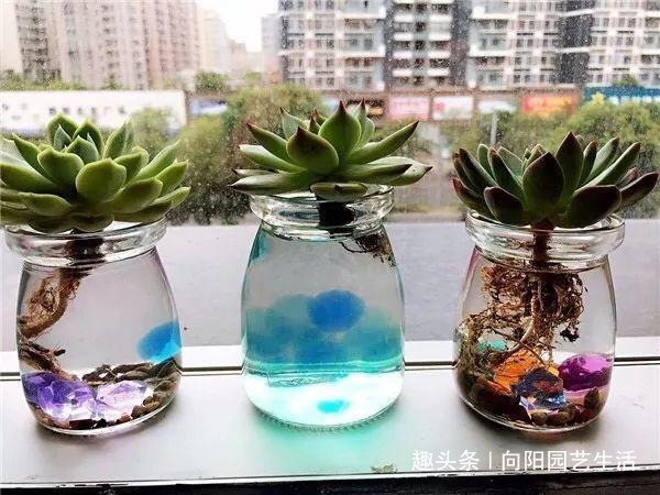 多肉养不好，干脆丢在水里，学学“水养多肉”，不烂根长的还快