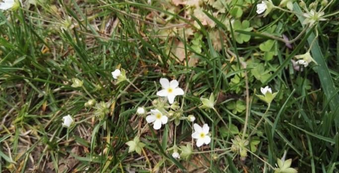 小草|这种小草到处可见,却能治咽喉炎、口腔炎、咽喉痛,被称为喉咙草