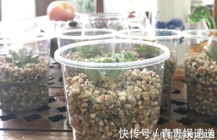 美杜莎|多肉长根就等于成活，但最难的就是发根，有啥办法能加速发根呢？