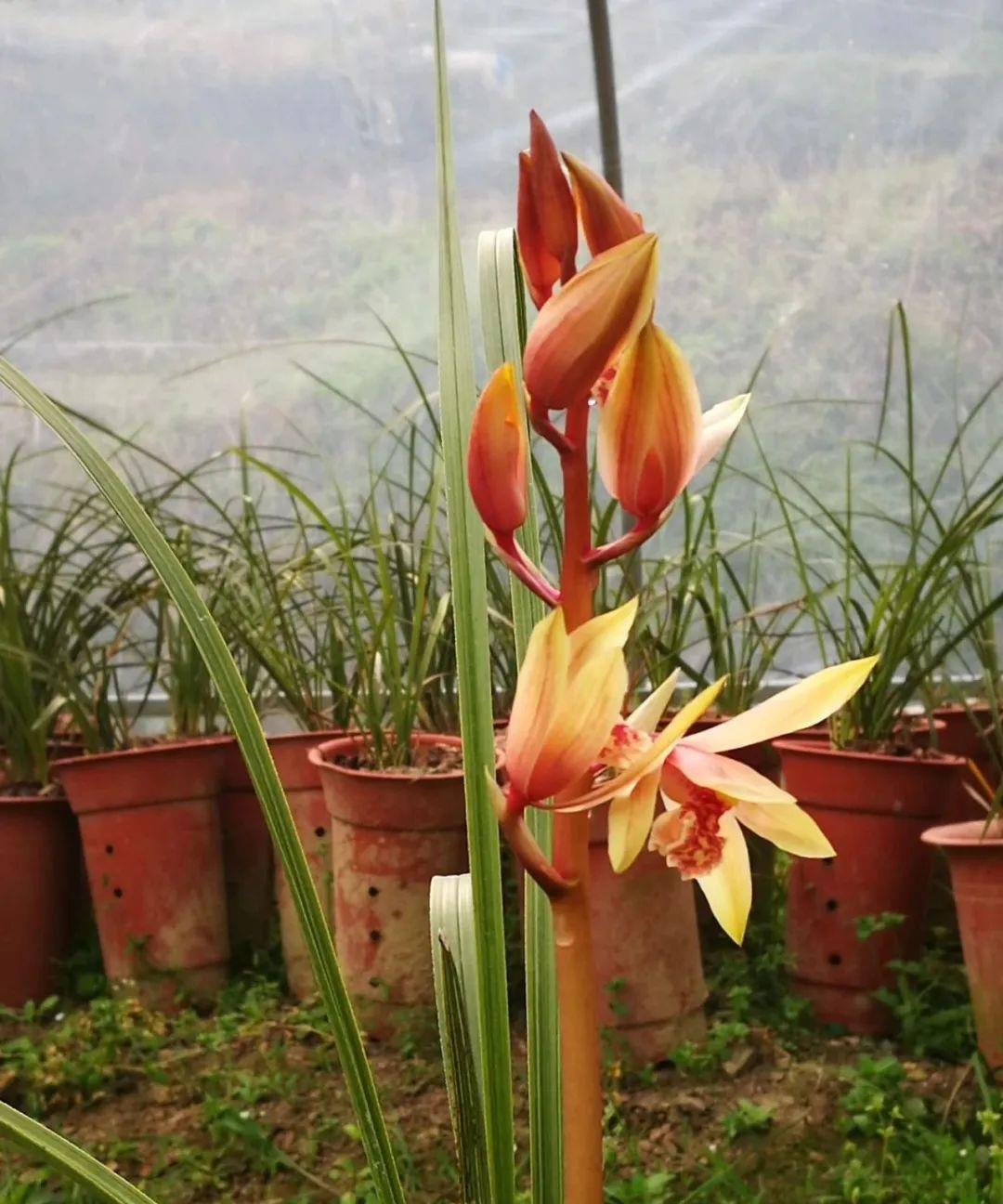 植料|什么树皮种兰花更好?学会处理松树皮,养蕙兰一年都不用施肥