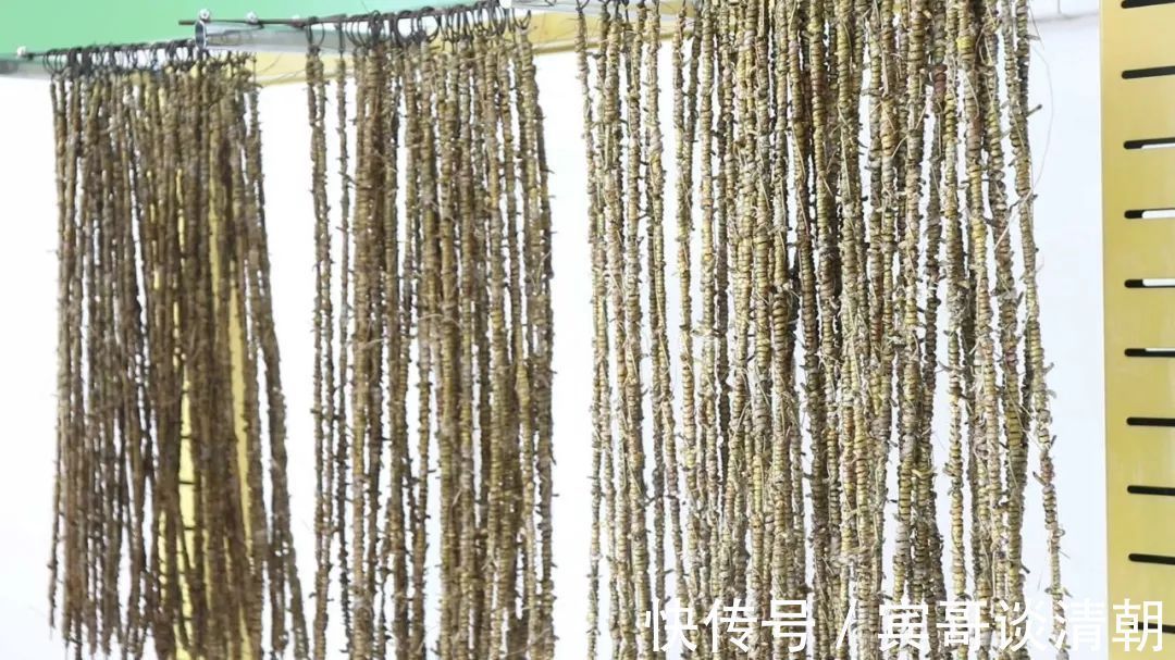 东南亚地区|秋后第一补是此物,比人参燕窝还养人,再贵也要吃