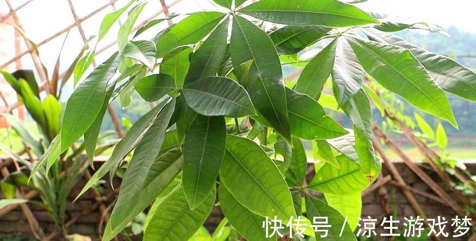 三种花浇水过多烂根了怎么办,这样养,新根早萌发,恢复长势快