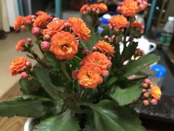 别再养绿萝吊兰了,此盆栽花漂亮又好养,家里种一棵,四季有花赏