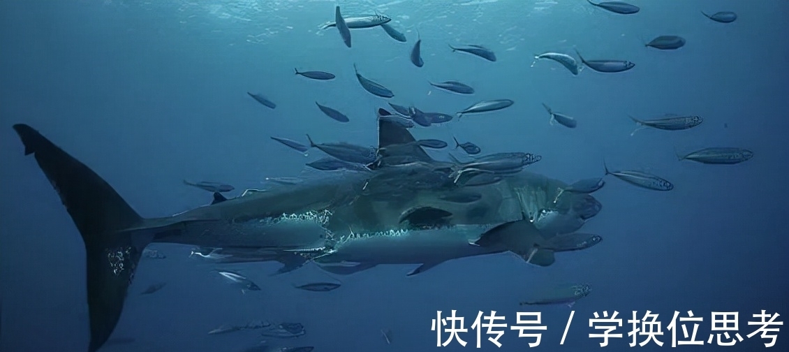 大白鲨 南非拍摄到一条迷人的大白鲨,吸引鱼群帮其去除角质,就像在鱼疗