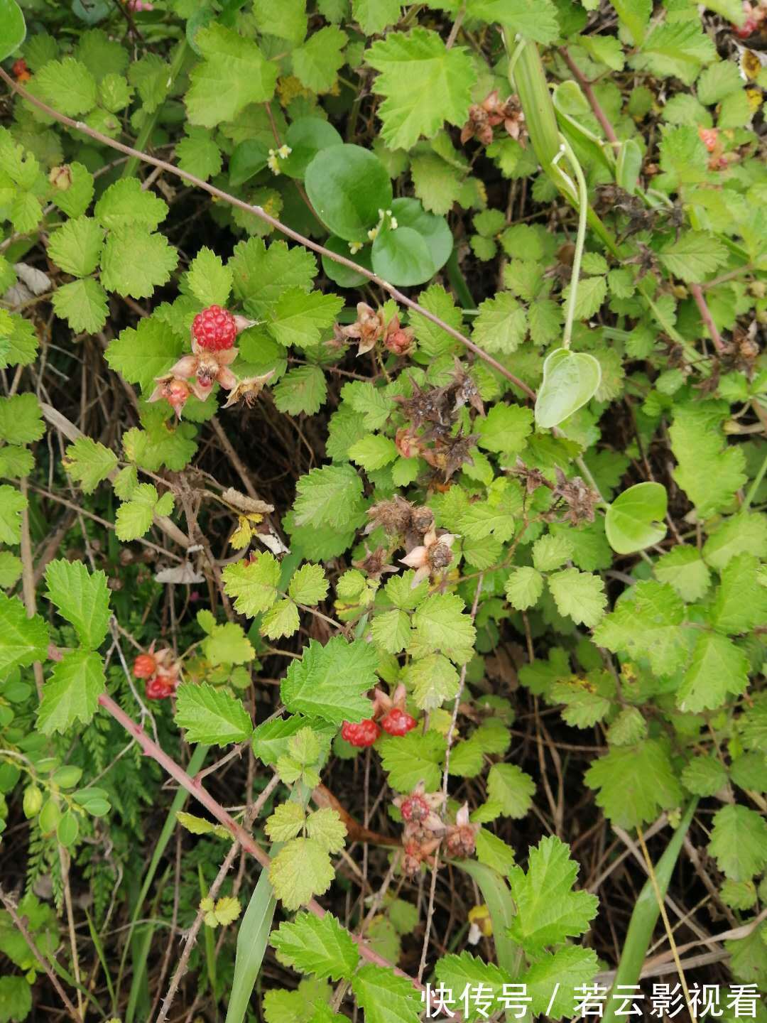 小孩|有种野果叫蛇莓,比草莓还好吃,大人却说不能吃,为啥?
