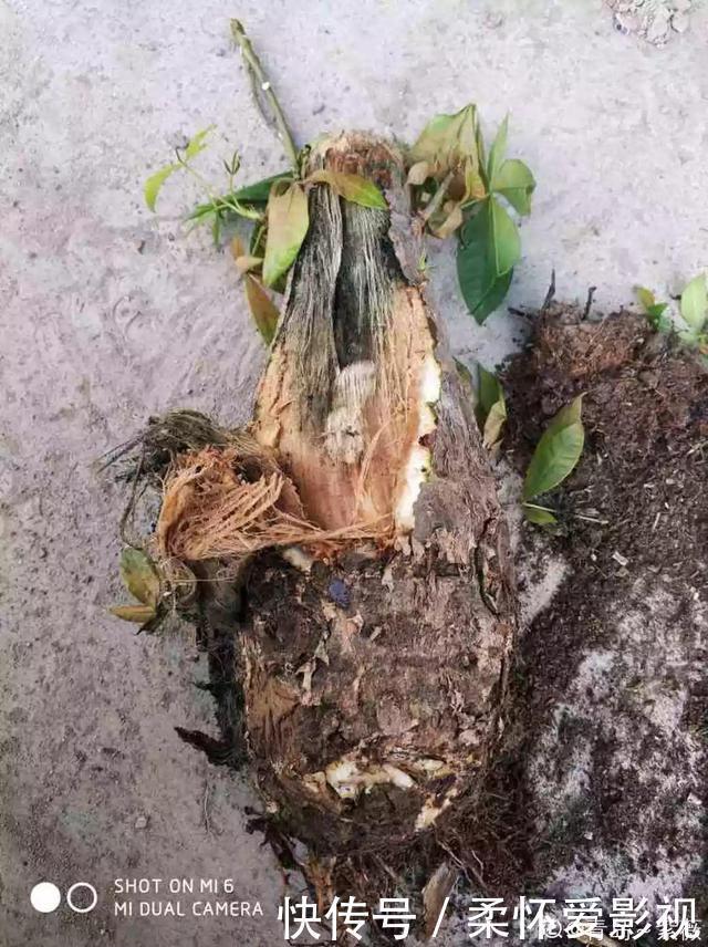 这10种耐旱花,2个月不浇水,叶子反而绿油油