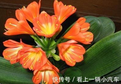 君子兰开花有什么寓意,君子兰不开花怎么处理