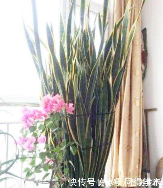 病菌|4种花养家里,空气1级棒,吸甲醛、杀病菌,还有助于睡眠!