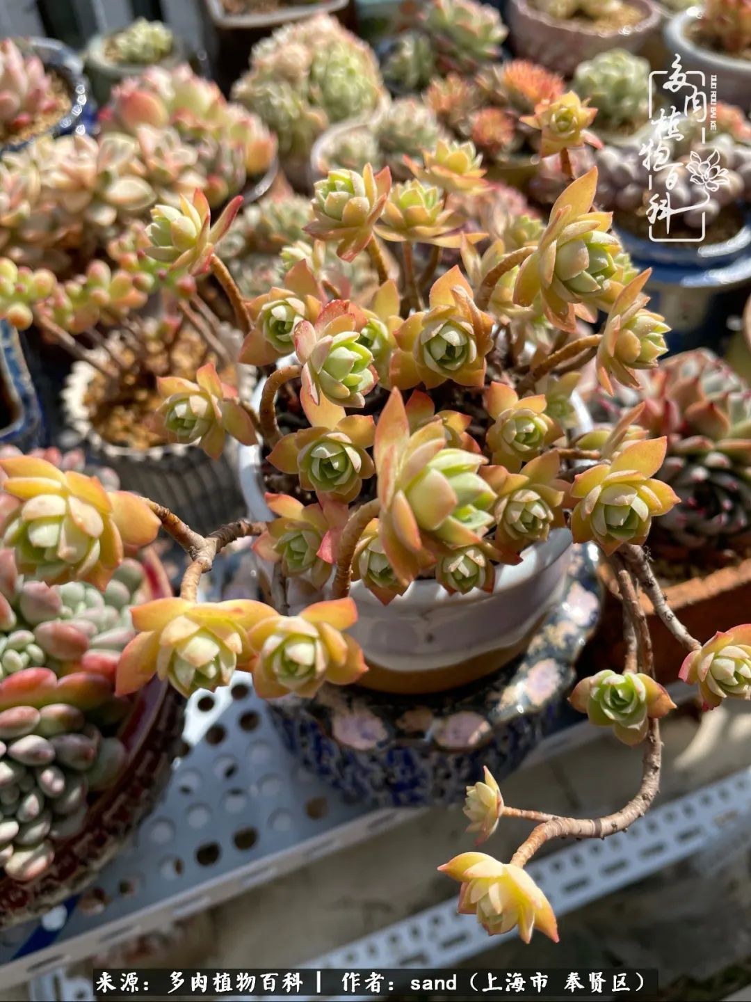 带着200多盆多肉，三个月搬两次家，是一种怎样的体验