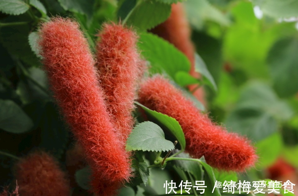 此花可促进儿童生长,红绿相间,十分的出彩,有着大吉大利的寓意