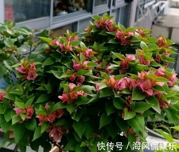 这3种花,一到秋天就开爆盆,阳台美成小花园!