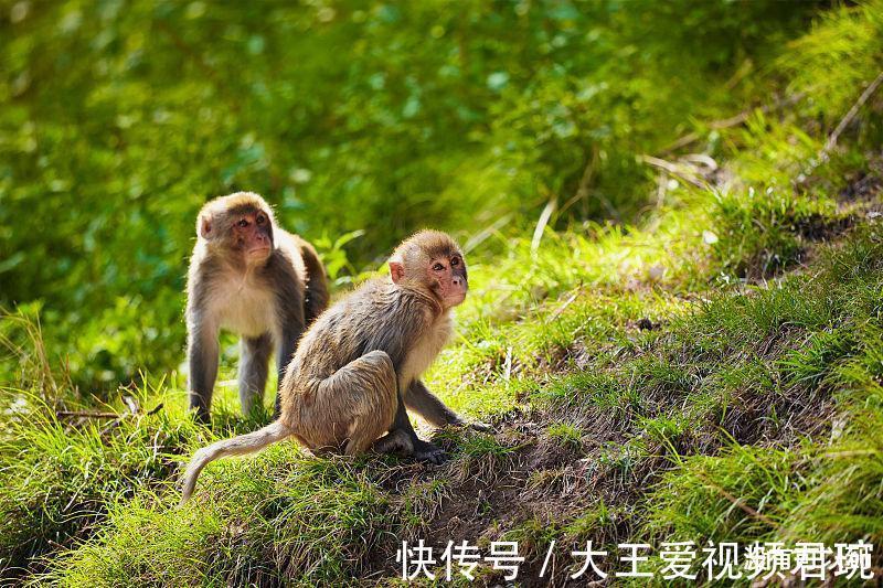 属相|生肖猴9月得贵人相助，任何事情都很顺利，以后的生活可富贵荣华