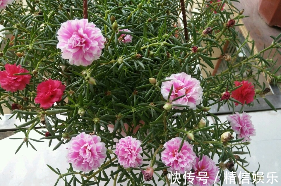 路边挖棵“太阳花”,学会2招,养一年变“老桩”,能开多色花