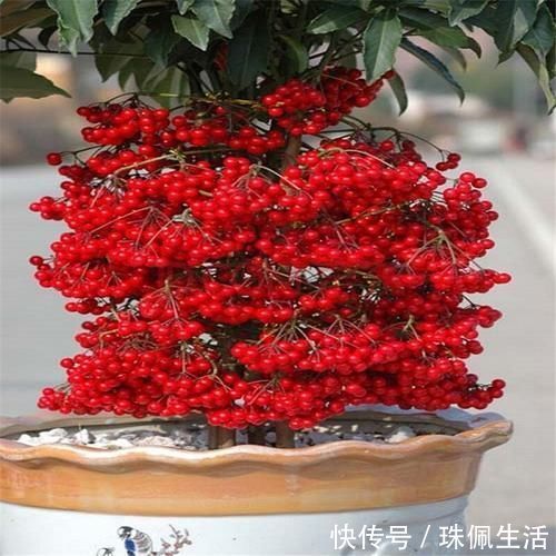 福气|年底养花，一盆红红火火添福气的“富贵籽”，你会养吗？