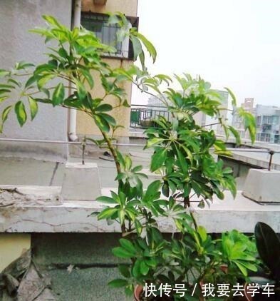 鸭掌木用它养，长得快！方法很简单，只需要盆底埋“12粒”！