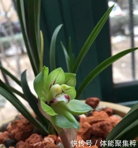 根系|兰花土加“一料”,不烂根不空根,7天蹭蹭冒笋,独苗变层叠群兰!