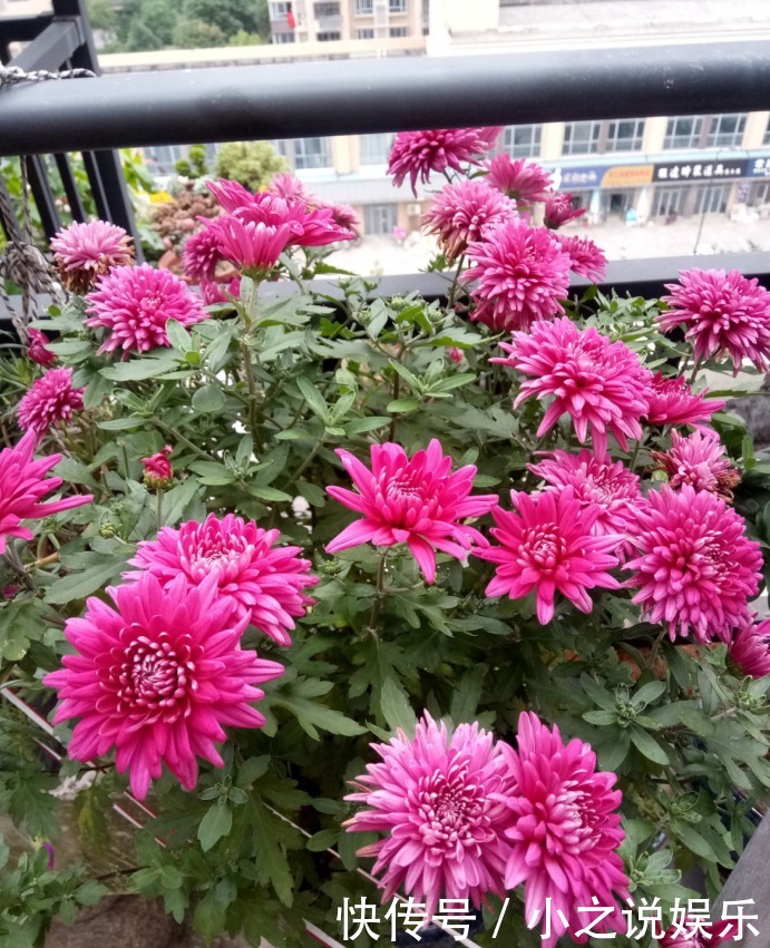 秋天|入秋还不赶紧换盆那你的花就等着枯死吧,肯定捱不过今年!