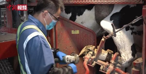 修蹄|啥？奶牛也需要“美甲”？