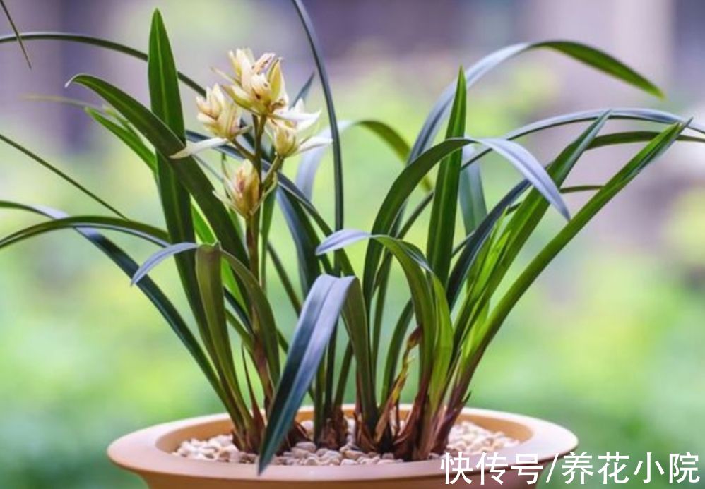 秋天养兰花，掌握4个“小技巧”，植株长势旺，更容易开花