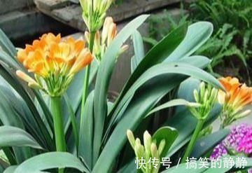 君子兰|家养君子兰就是不开花!这是为什么?养护专家这样说!