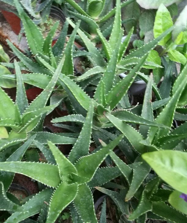 如何挽救枯萎发蔫的花草，别以为浇水就能活过来哦