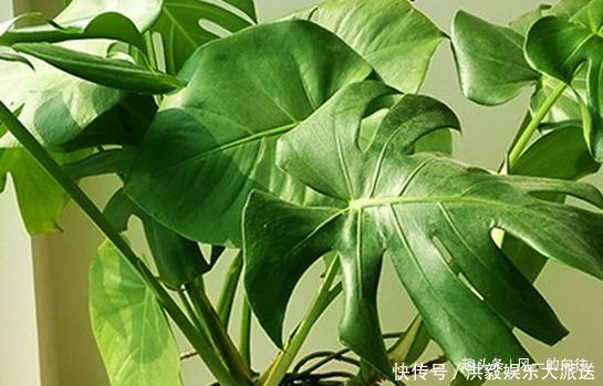 这3种绿植好看又耐活,寓意“招财接福”,养在家里还能“镇宅”