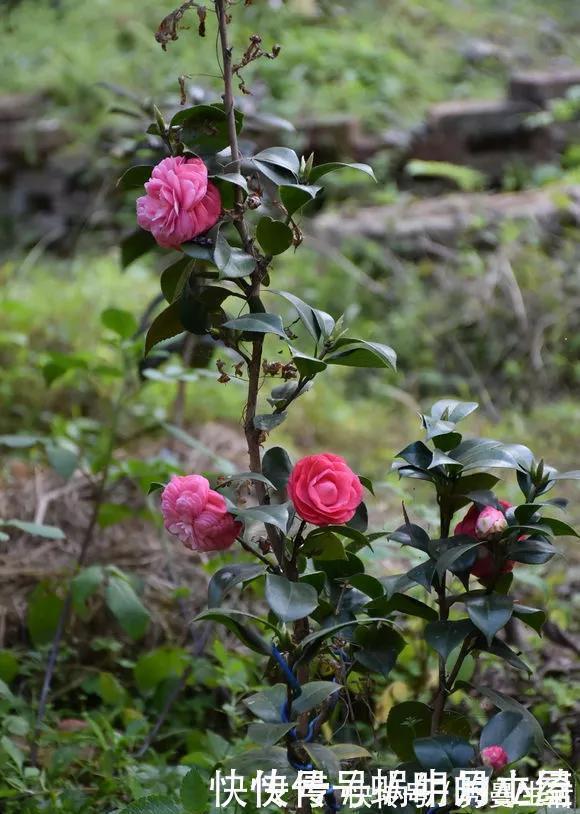 花中娇客|中国传统名花“花中娇客”,30种茶花一开,美了十里八乡