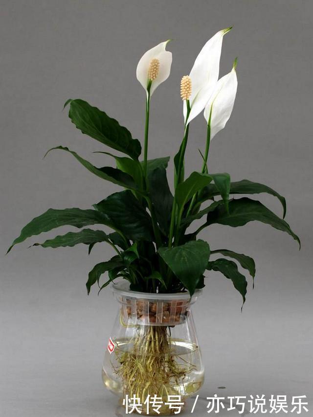 5种花丢水里就活,每周加点水,简简单单轻松爆盆!