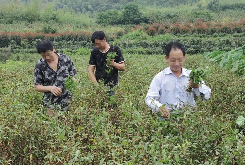 麻醉鱼|自带辣味，古代当成辣椒，如今常用于酿酒，磨碎丢水里还能麻醉鱼
