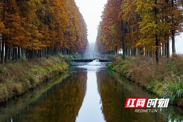 水杉|祁东水杉林“红”了，你约了吗？