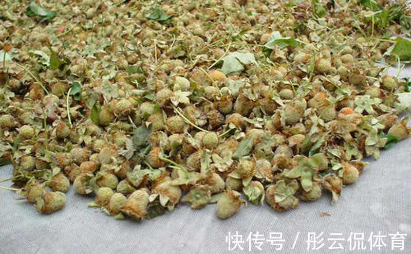 大棚|儿时爱吃的野果,如今已上市,一斤52元,却很少人规模种植