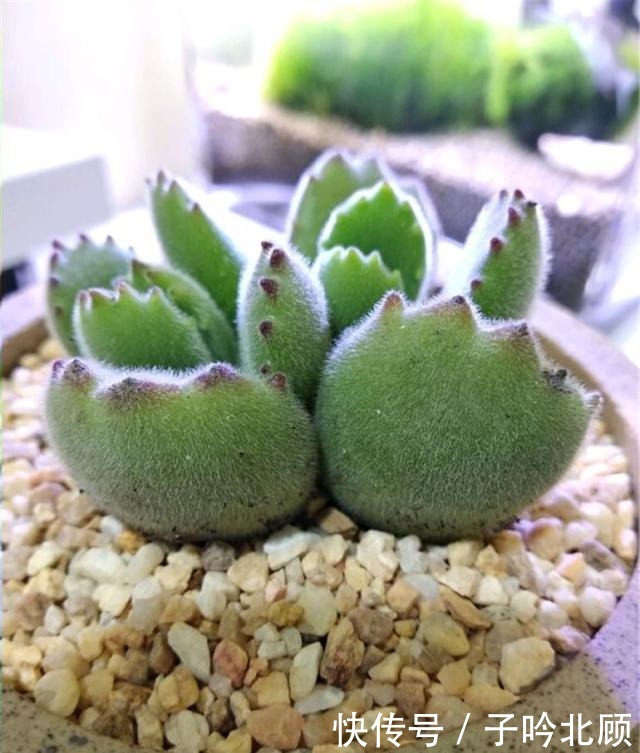 多肉熊童子养胖不难,做好3方面,小熊变胖熊!