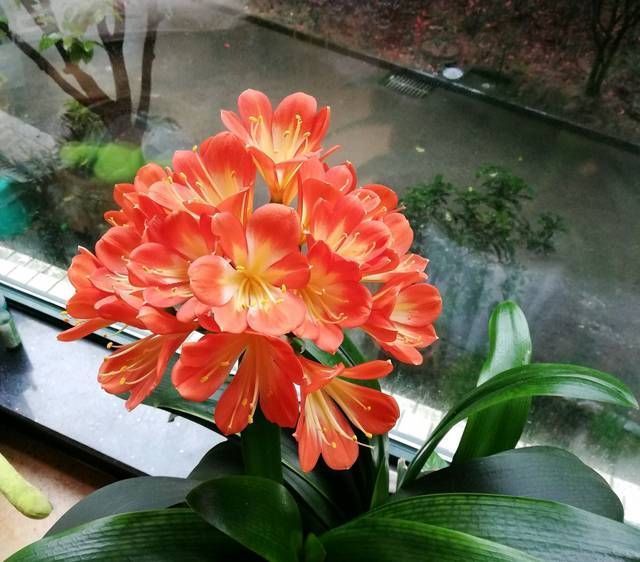 别人|君子兰长出舌头状新叶,这几种情况要知道,别人不会告诉你的经验