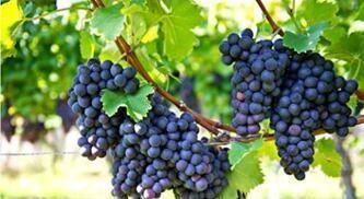 温热性|高血压患者请记住，千万别吃这些食物，吃多了血压蹭蹭往上涨