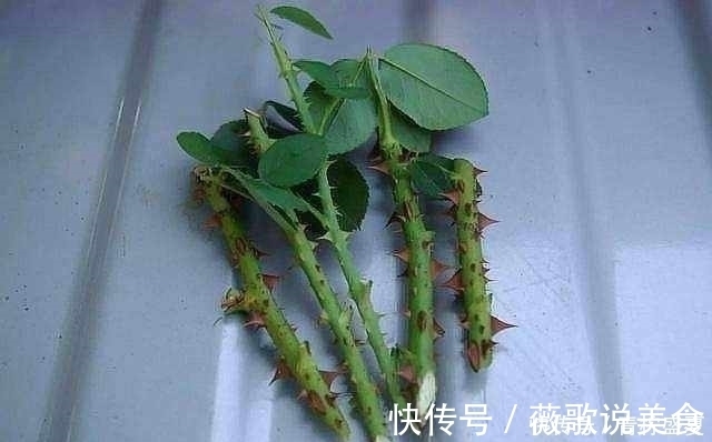 月季|3种花很贵,买不起就不用买,扦插一根枝条,就能开花大半年!