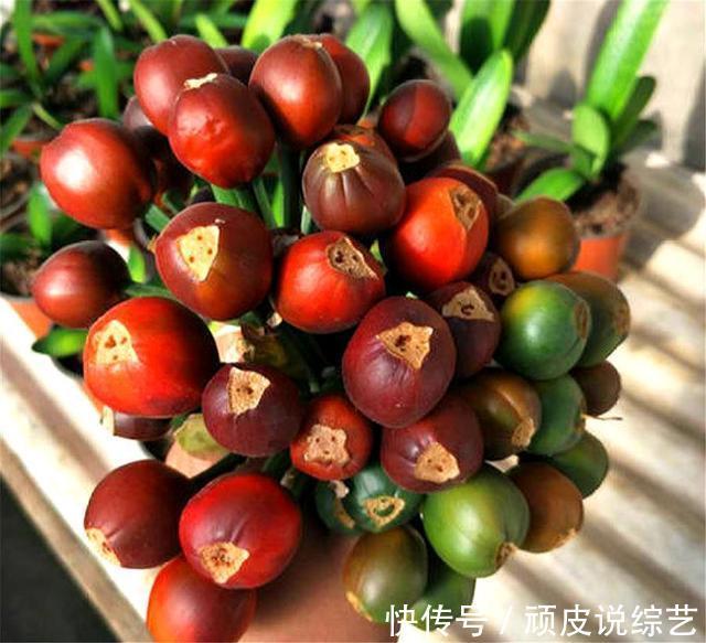 种子种植君子兰详细步骤,做好5点,出芽率高,新叶长得快