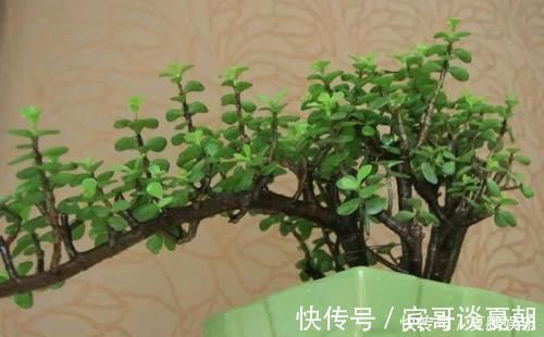 薄肥勤施|养金枝玉叶要“有耐心”，知道这个小技巧，2年养成高颜值老桩
